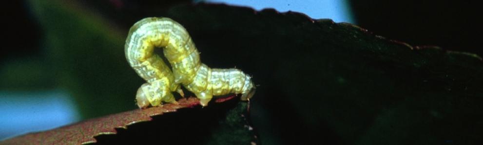 Spring cankerworm caterpillar. Photo: James B. Hanson, USDA Forest Service, Bugwood.