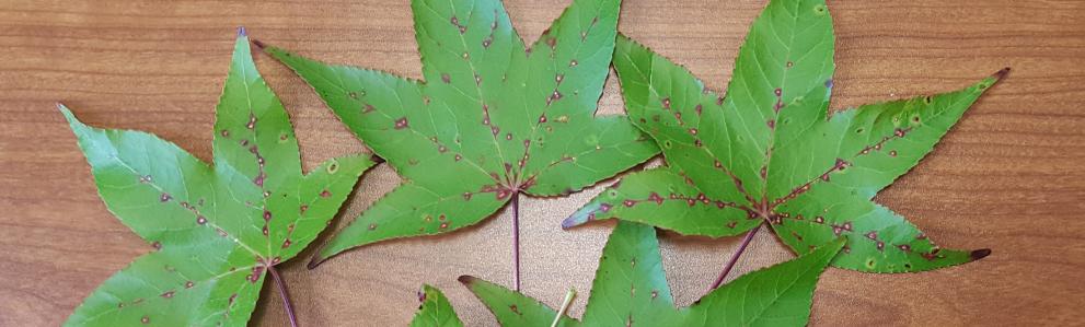 Small, rounded galls (red and light green spots) on the upper leaf surfaces of sweetgum caused by the feeding of the sweetgum scale, a native armored scale. Samples from South Hadley, MA collected on 9/19/2022. Photo: Tawny Simisky, UMass Extension.