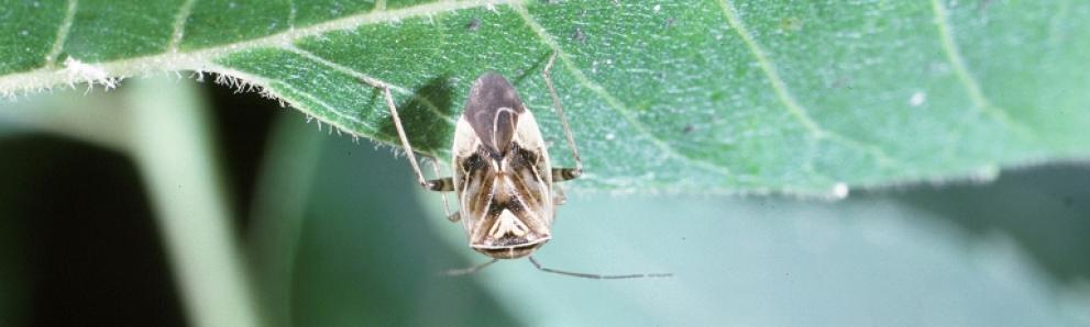 Adult tarnished plant bug. Photo: Louis Tedders, USDA Agricultural Research Service, Bugwood.