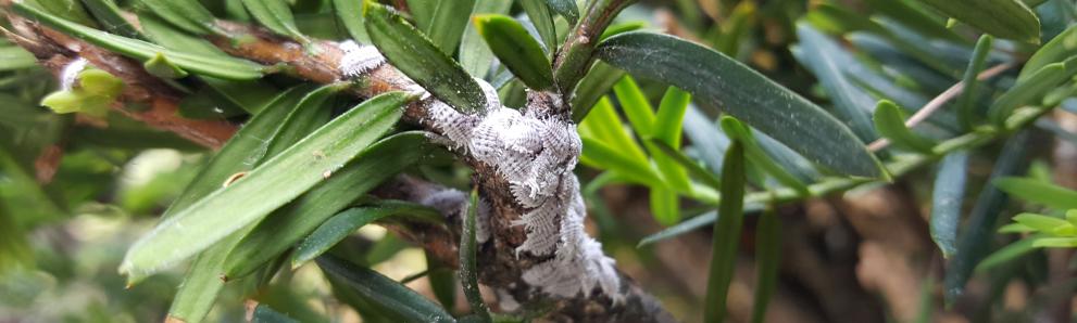 Taxus mealybugs photographed on 6/9/2016 in Worcester County, MA. Photo: Tawny Simisky, UMass Extension.