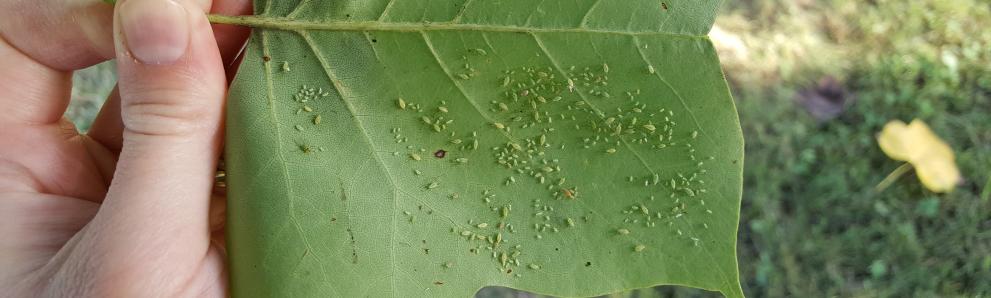 Tuliptree aphid activity was observed in Amherst, MA on 7/24/19. Flipping leaves over reveals the feeding aphids below. Photo: Tawny Simisky, UMass Extension.