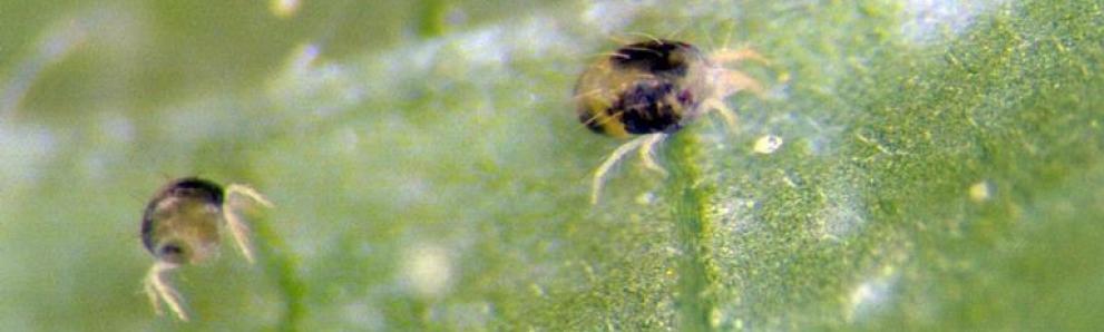 Two-spotted spider mite. Photo: Frank Peairs, Colorado State University, Bugwood.