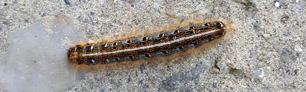 Eastern tent caterpillar. Photo: Tawny Simisky