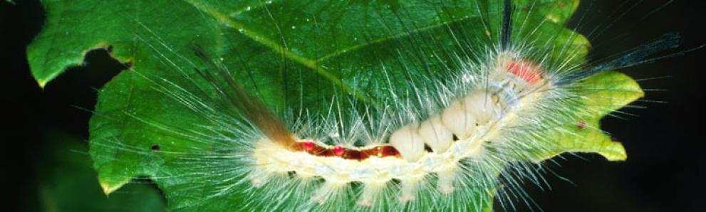 White-marked tussock moth caterpillar. Photo: Lacy L. Hyche, Auburn University, Bugwood.