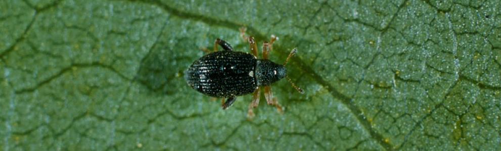 Adult willow flea weevil. Photo: Therese Arcand, Natural Resources Canada.