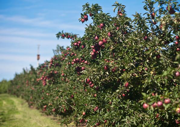 Apples at Cold Sring Orchard