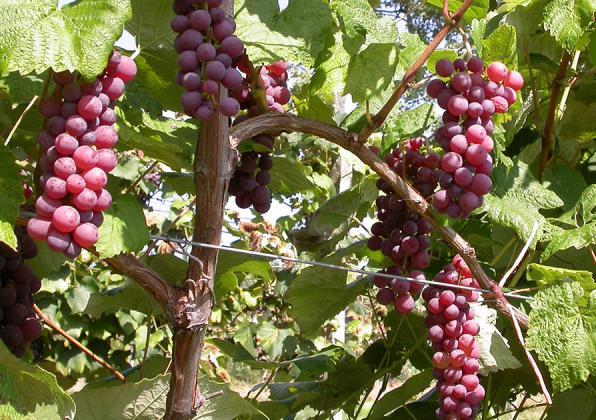 Grapes at Cold Spring Orchard farms