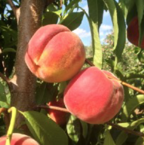 tree-ripe peaches