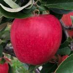 Ambrosia apple