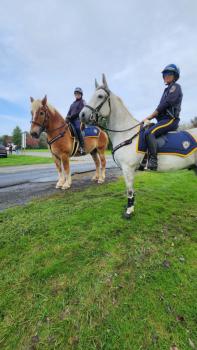 Hadley Farm Prepares to Welcome Newest Members of UMPD Mounted Unit