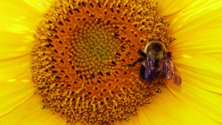 Close-up of bee on a sunflower