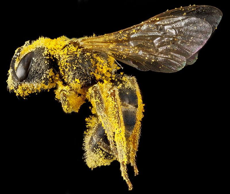 bee with pollen USGS image