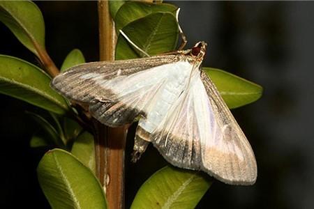 Boxwood moth