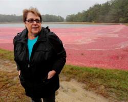 Carolyn Demoranville at cranberry bog
