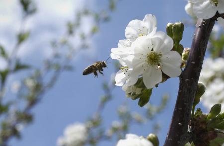 bee on apple blossom