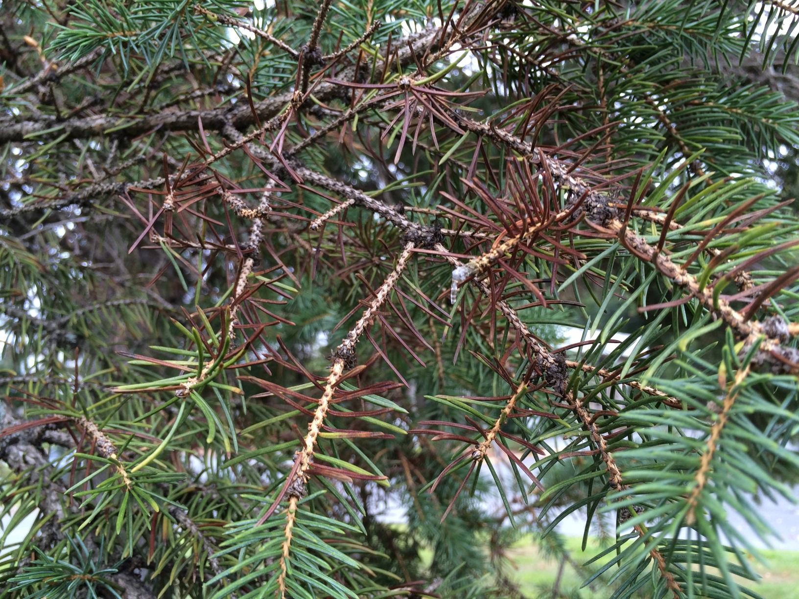 needle blight spruce trees