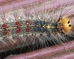 gypsy moth caterpillar-By Materialscientist at English Wikipedia, CC BY-SA 3.0, https://commons.wikimedia.org/w/index.php?curid=10552862