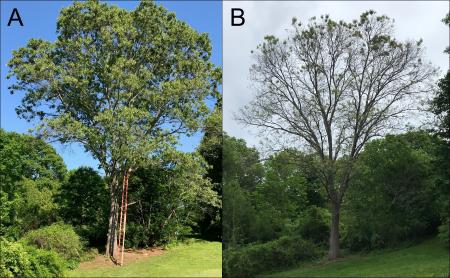 An oak in Hamilton, MA viewed on 5/30/2018 (A) and again on 5/28/2019 (B), nearly one year later. Reportedly, nearly every leaf that is able to be reached in the canopy is covered with similar damage. Samples taken from this tree and sent to the UMass Plant Diagnostics Laboratory contain evidence of the oak shothole leafminer adult fly damage and oak anthracnose. (Photos courtesy of Gerard Fallon)