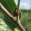 Lady beetle on apple leaf petiole