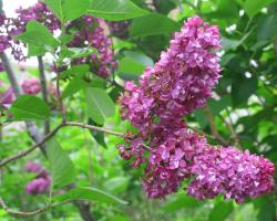 lilacs bloom on UMass Amherst campus