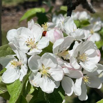 mcintosh apple full bloom 050724