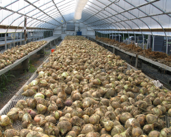  onions drying in greenhouse