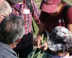 Sue Scheufele, UMass Extension educator, examines leaf scouting for insects