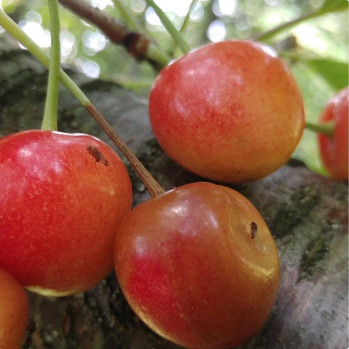 SWD on Cherries in 2017
