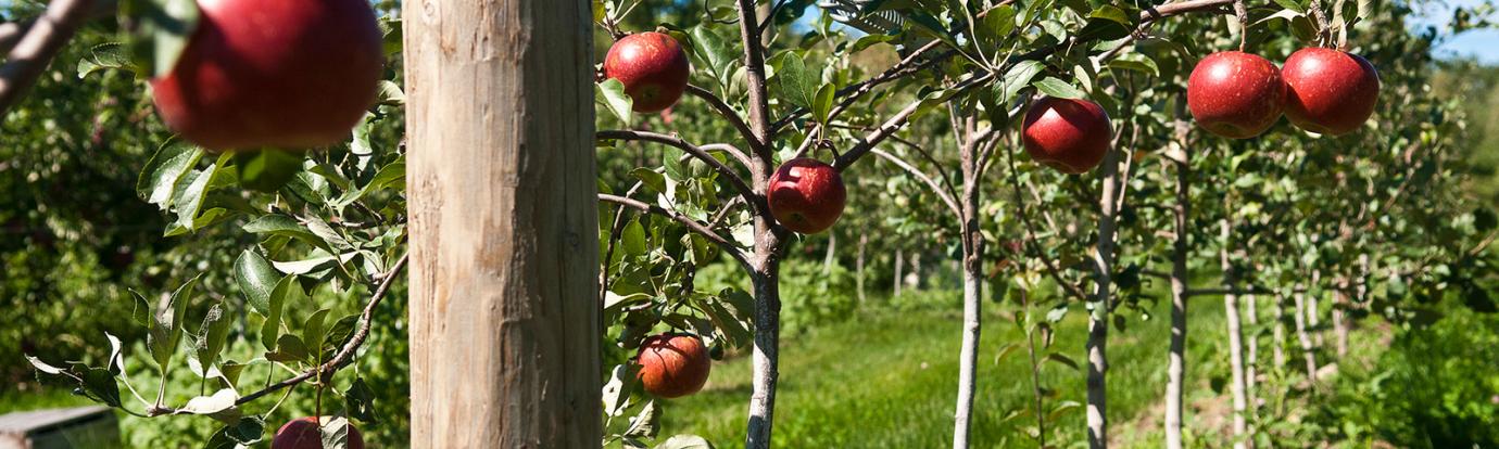 Apple trees at Cold Spring Orchard