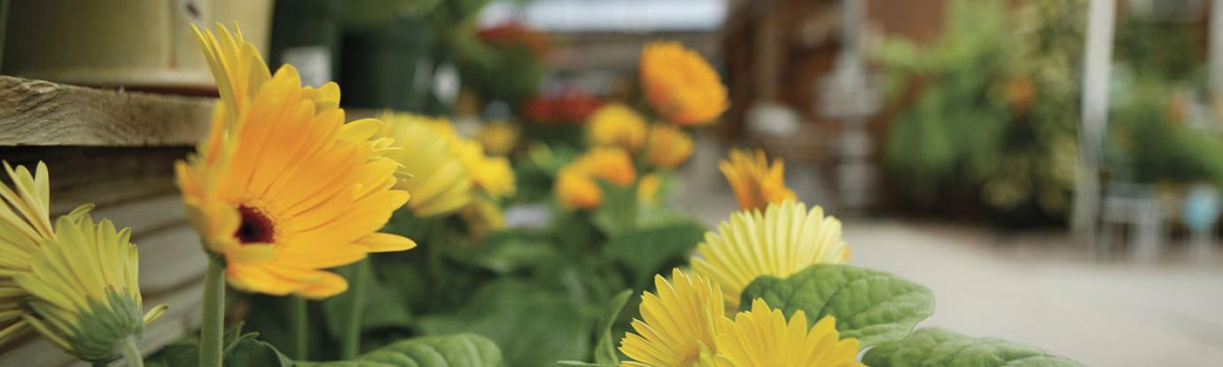 Greenhouse Crops and Floriculture