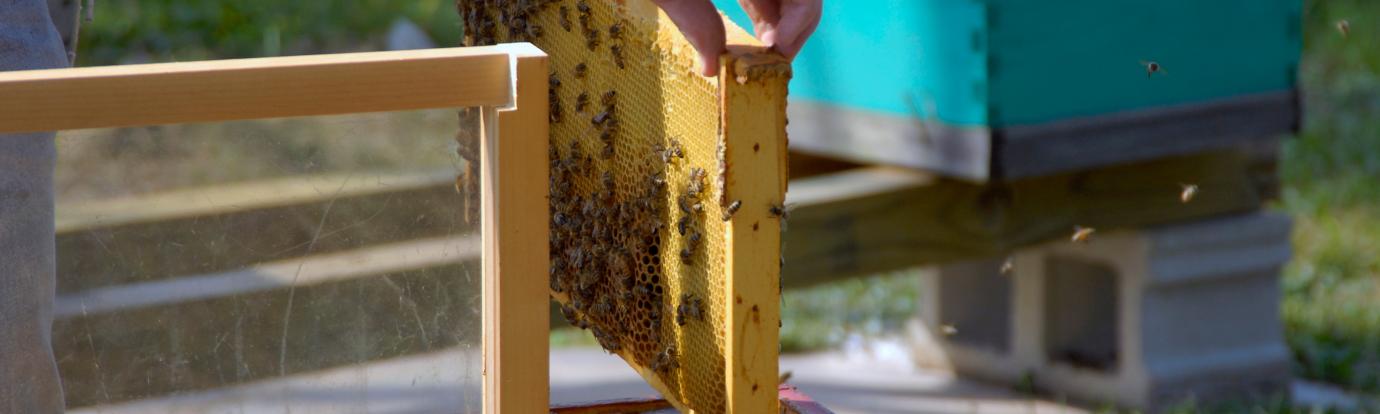 Beehive management