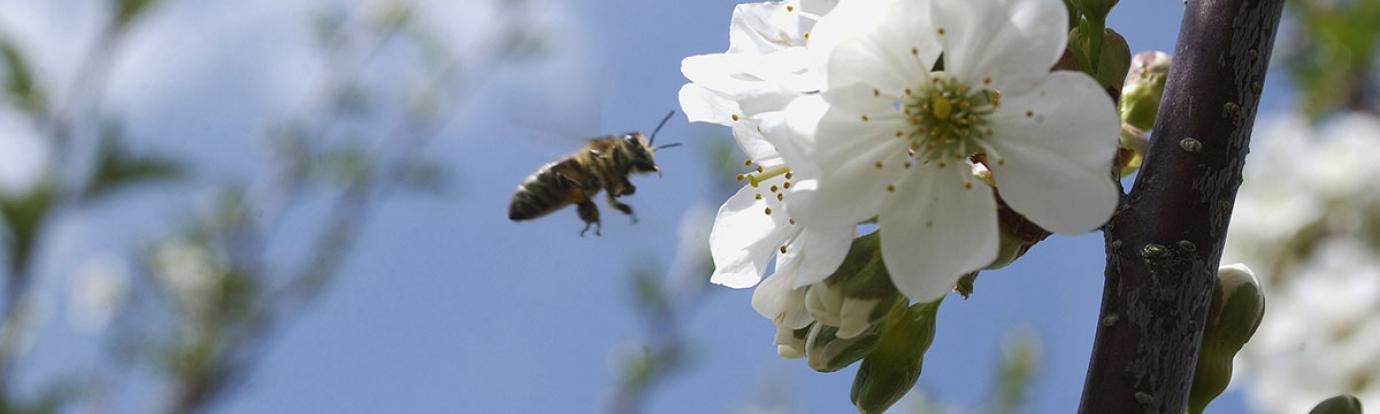 apple blossoms and bee