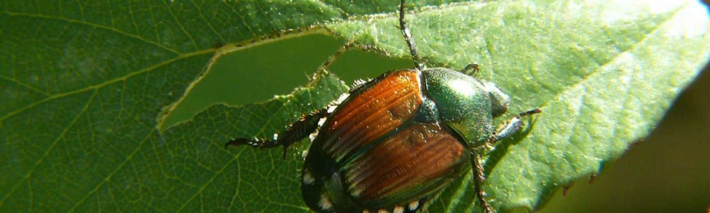 beetle on leaf