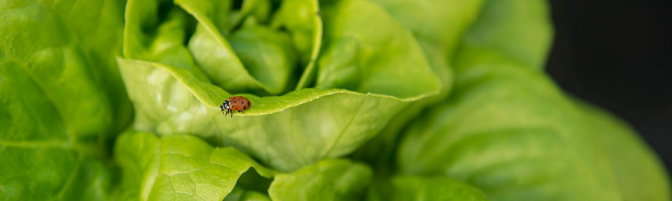 lady beetle on lettuce