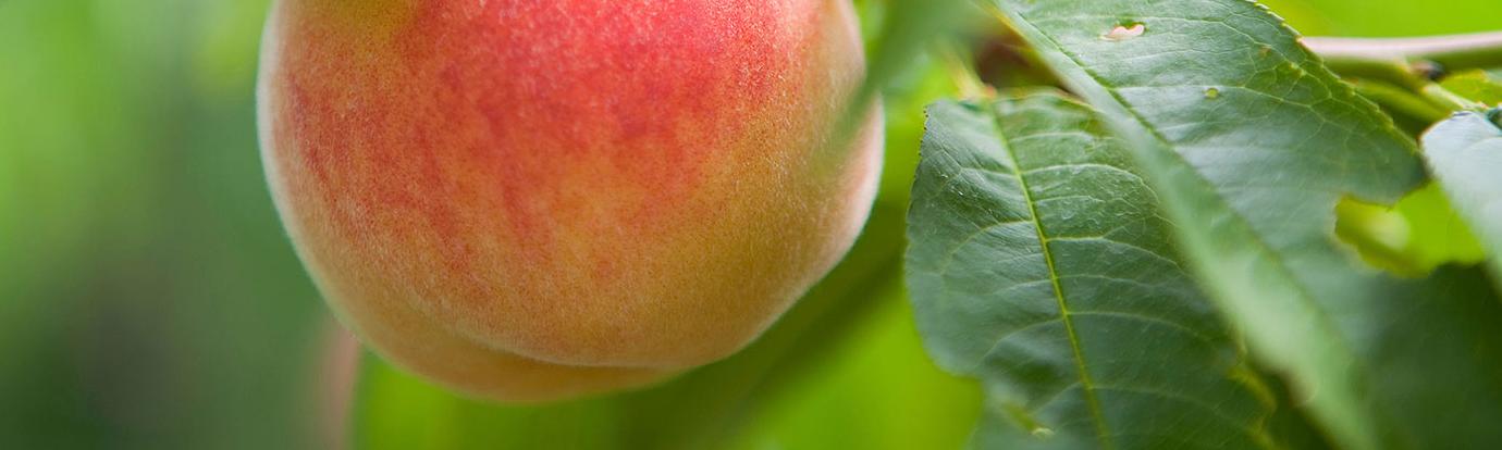 Peaches at Cold Spring Orchard