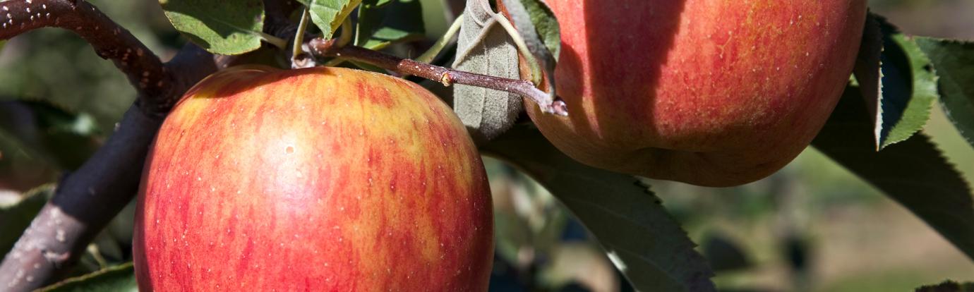 Gala apples at Cold Spring Orchard
