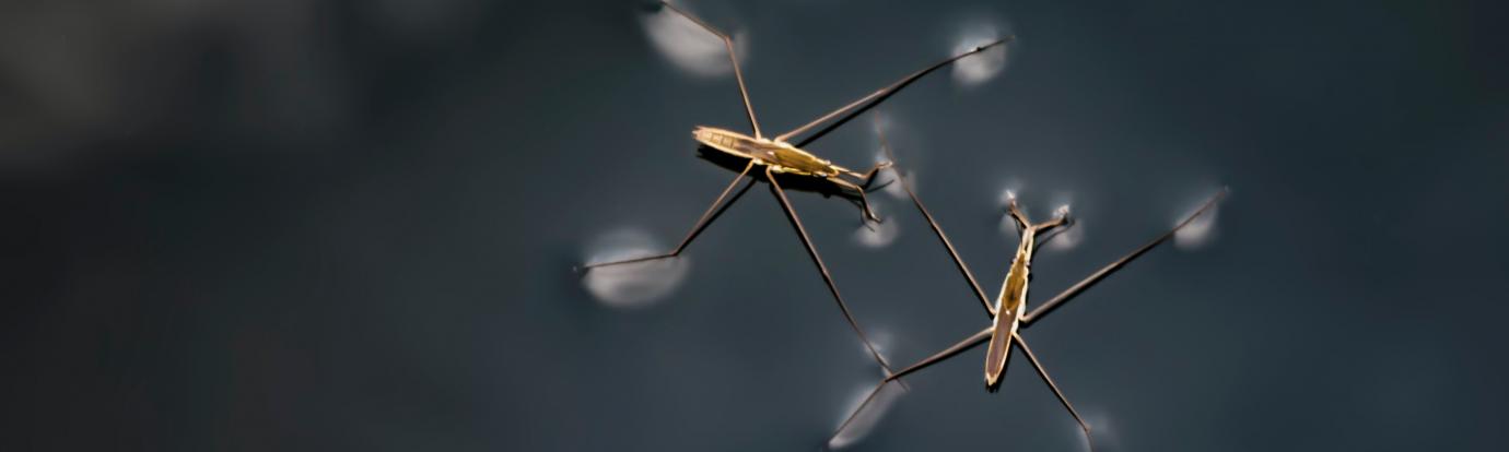 Mosquitos by Hao wang on unsplash
