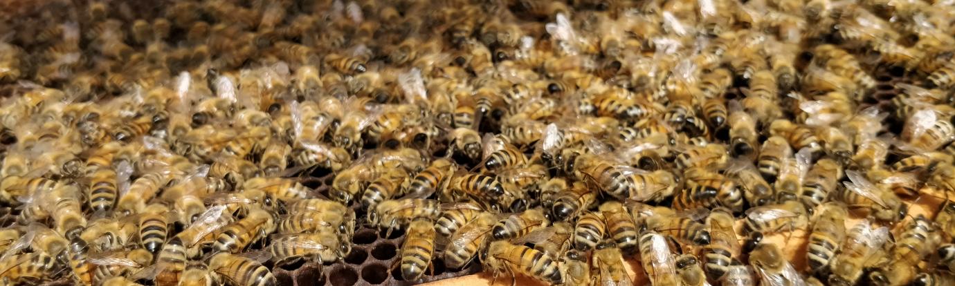 Honey bees on a frame