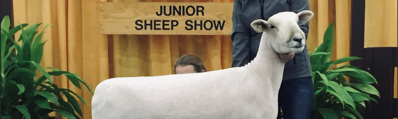 4h junior sheep show