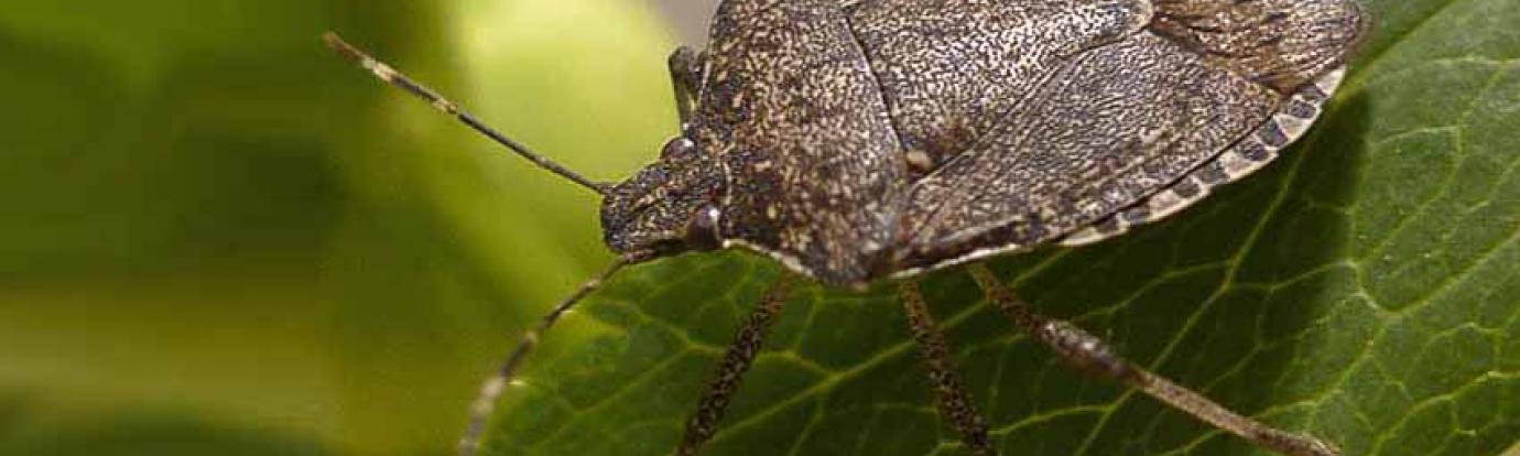  Brown Marmorated Stink Bug (courtesy of mariemont.com)