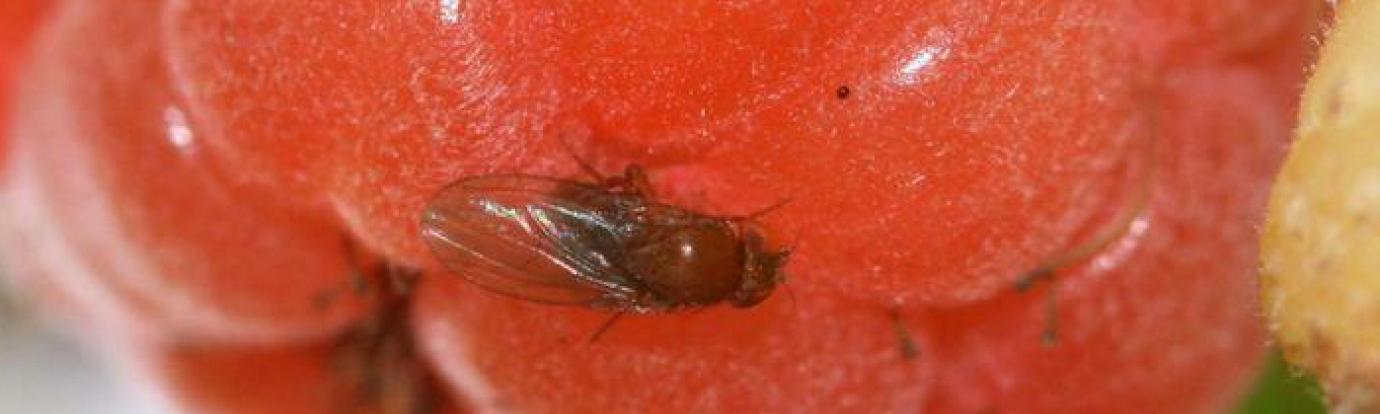 Spotted Wing Drosophila on raspberry (courtesy of Entomology Today)