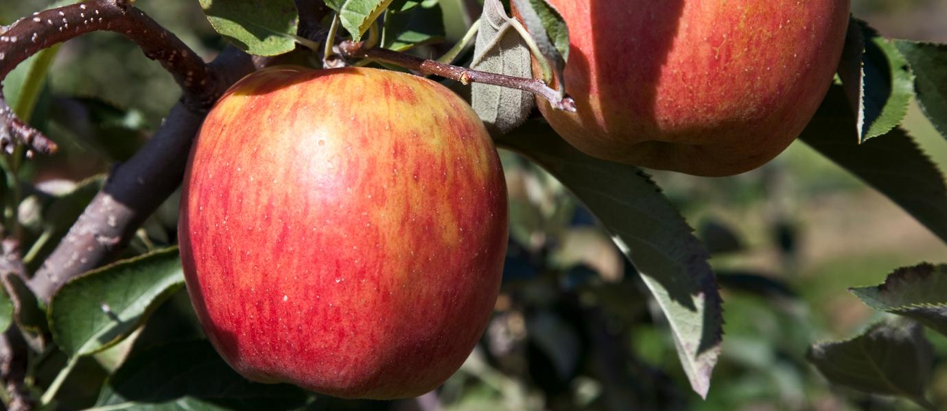 Gala apples at Cold Spring Orchard