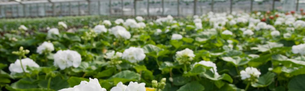 Greenhouse Crops and Floriculture