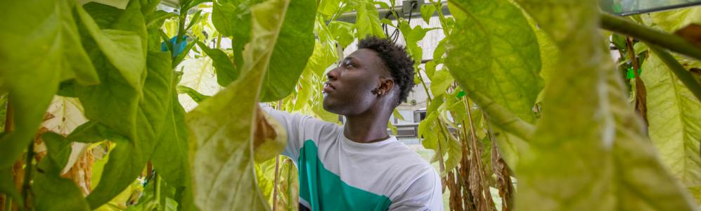 Eugene Amponsah ('19) researches floral chemistry and bee disease resistance