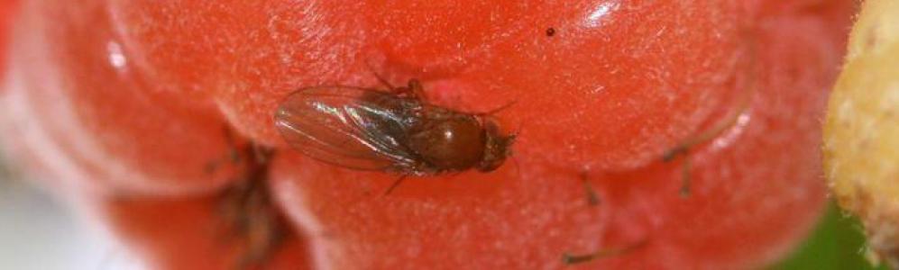 Fruit Spotted Wing Drosophila Umass Center For Agriculture Food And