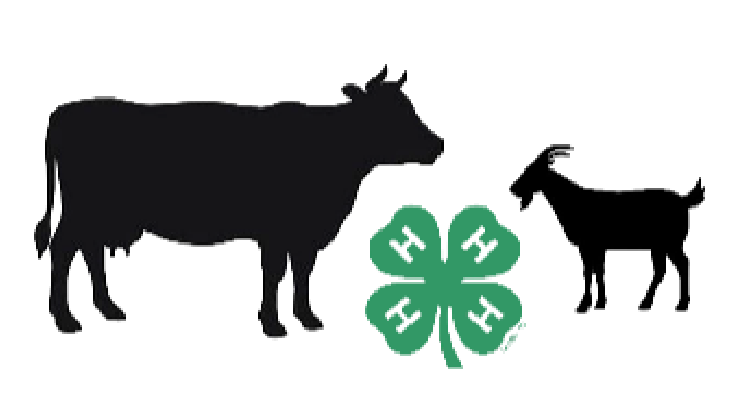Mass 4-H Livestock & Market Animal Project Record