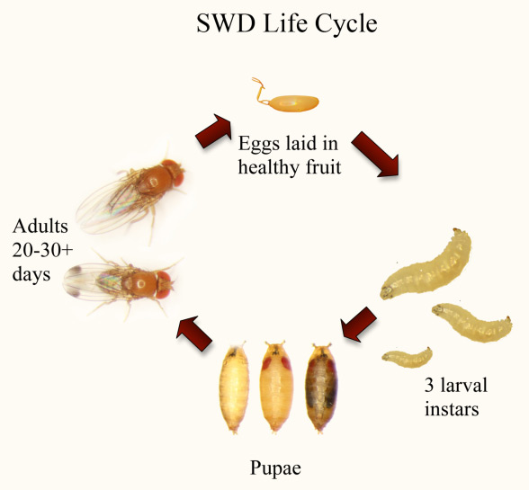 Fruit: Spotted Wing Drosophila ID and Biology | Center for Agriculture ...