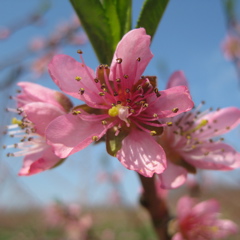 Jersey Peach Bloom