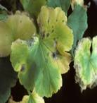 geranium bacterial disease