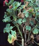 geranium bacterial disease